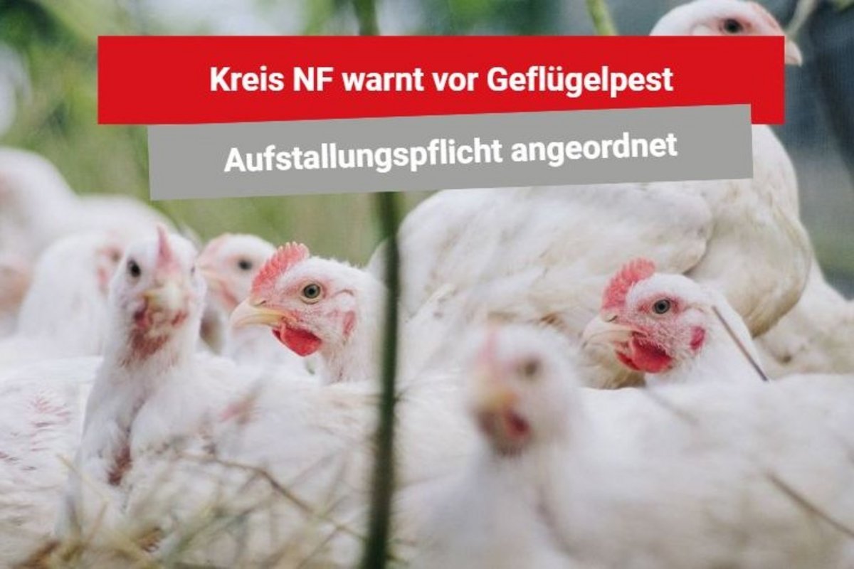 Geflügelpest ist zurück: Kreis ordnet Aufstallungspflicht an. Foto: bohanchreptak/pixabay Weiße Hühner und ein Warnhinweis zur Geflügelpest.