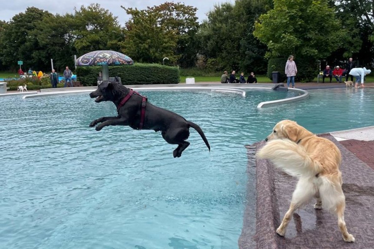 Viel Spaß hatten diese Vierbeiner beim Hundeschwimmen zum Saisonabschluss des Bredstedter Erlebnisbades. Foto: Felix Middendorf Ein schwarzer Hund springt ins Wasser