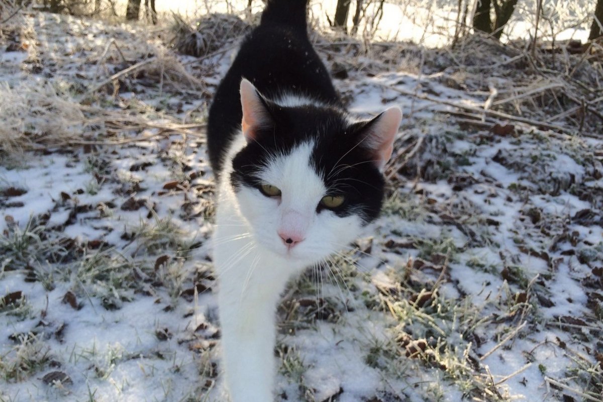 Ab Montag, 27. Oktober, startet eine landesweite Katzen-Katrationskampagne. Foto: Felix Middendorf Eine freilaufende Katze